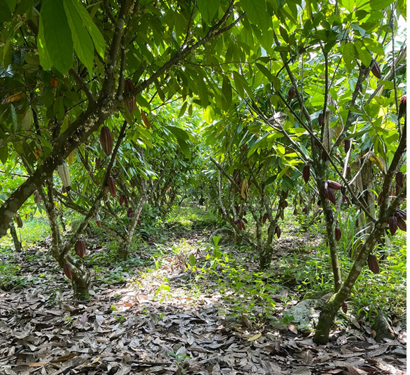 Sistemas agroforestales